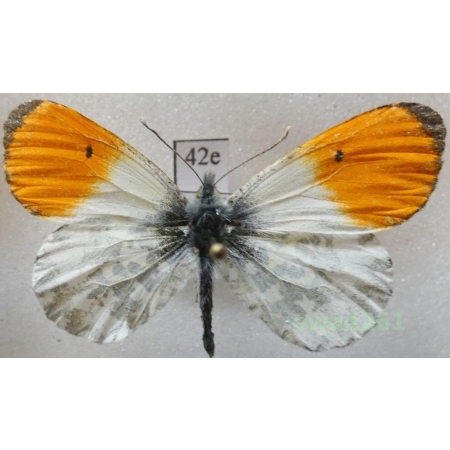 Anthocharis cardamines (Linnaeus, 1758) male Poland42e